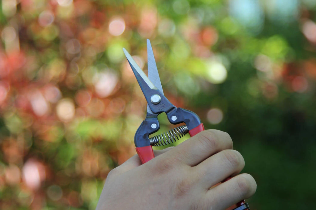 Ars Corp Fruit Thinning Shears L 300L (Boxed)-Kiichin - The #1 Place for Japanese Goods in Your Hand!