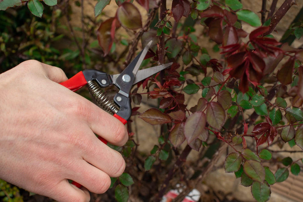 Ars Corp Fruit Thinning Shears L 300L (Boxed)-Kiichin - The #1 Place for Japanese Goods in Your Hand!