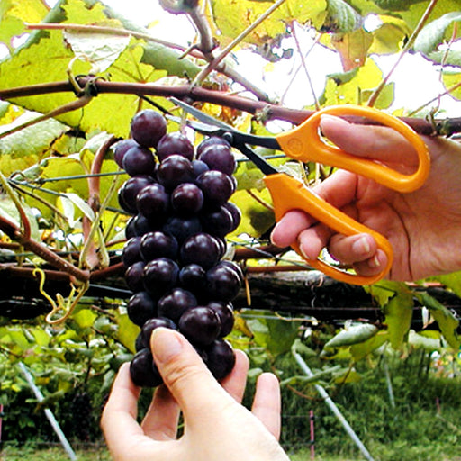Ars Corporation Grape Scissors Deluxe 320Dx-T-Bp Blister Pack-Kiichin - The #1 Place for Japanese Goods in Your Hand!
