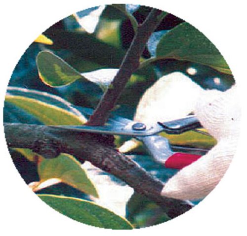 Chikamasa T-550S Stainless Steel Bud Cutting Scissors-Kiichin - The #1 Place for Japanese Goods in Your Hand!