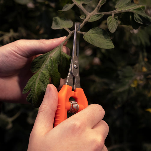 Chikamasa TP-530S Ultralight Stainless Steel-Kiichin - The #1 Place for Japanese Goods in Your Hand!