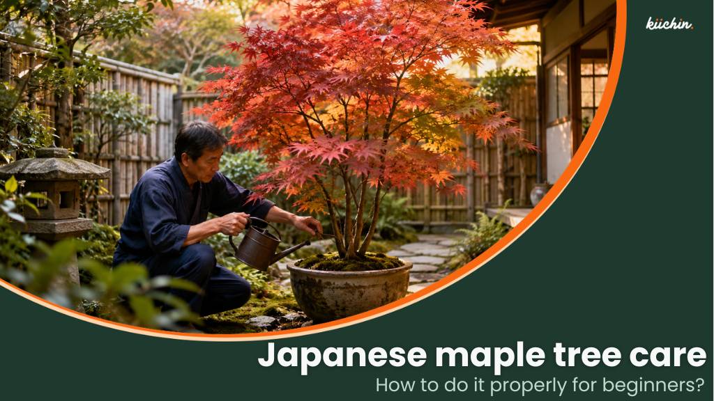 japanese maple tree care