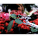 Ars Corporation Gardening Shears 150-0.6D-Kiichin - The #1 Place for Japanese Goods in Your Hand!